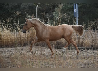 PRE, Hengst, 3 Jahre, 158 cm, Palomino