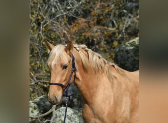 PRE, Hengst, 3 Jahre, 158 cm, Palomino