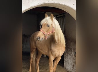 PRE Mix, Hengst, 3 Jahre, 158 cm, Palomino