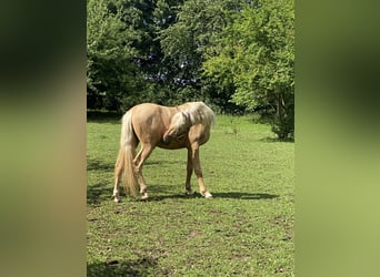 PRE Mix, Hengst, 3 Jahre, 158 cm, Palomino