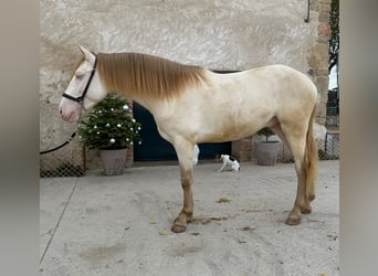 PRE Mix, Hengst, 3 Jahre, 158 cm, Perlino