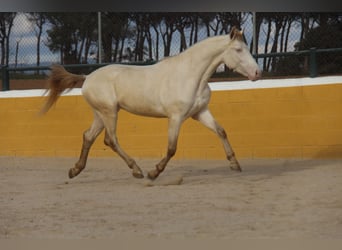 PRE Mix, Hengst, 3 Jahre, 158 cm, Perlino