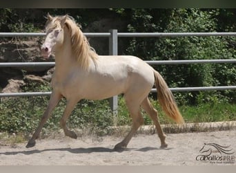 PRE, Hengst, 3 Jahre, 158 cm, Perlino