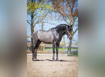 PRE Mix, Hengst, 3 Jahre, 158 cm, Schimmel