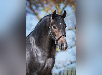 PRE Mix, Hengst, 3 Jahre, 158 cm, Schimmel