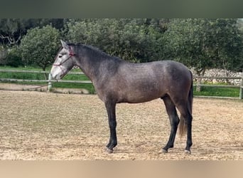 PRE, Hengst, 3 Jahre, 158 cm, Schimmel