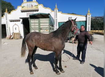 PRE Mix, Hengst, 3 Jahre, 158 cm, Schimmel