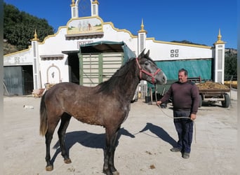 PRE Mix, Hengst, 3 Jahre, 158 cm, Schimmel