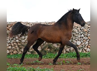 PRE, Hengst, 3 Jahre, 159 cm, Brauner