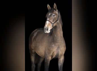 PRE, Hengst, 3 Jahre, 159 cm, Braunfalbschimmel