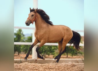 PRE Mix, Hengst, 3 Jahre, 159 cm, Buckskin