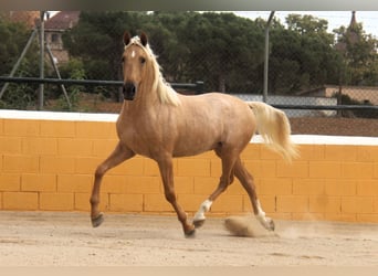 PRE Mix, Hengst, 3 Jahre, 159 cm, Palomino