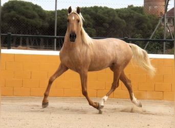 PRE Mix, Hengst, 3 Jahre, 159 cm, Palomino