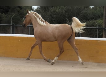 PRE Mix, Hengst, 3 Jahre, 159 cm, Palomino