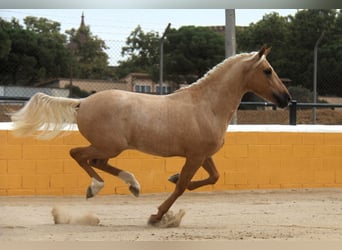 PRE Mix, Hengst, 3 Jahre, 159 cm, Palomino