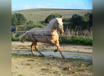 PRE Mix, Hengst, 3 Jahre, 159 cm, Palomino