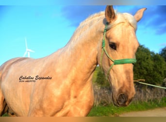 PRE Mix, Hengst, 3 Jahre, 159 cm, Palomino