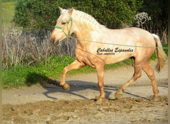 PRE Mix, Hengst, 3 Jahre, 159 cm, Palomino