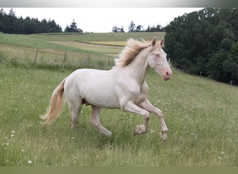 PRE Mix, Hengst, 3 Jahre, 159 cm, Perlino