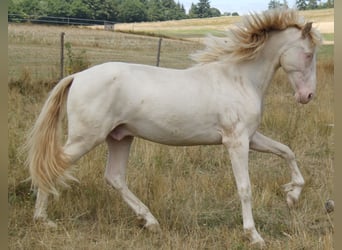PRE, Hengst, 3 Jahre, 159 cm, Perlino