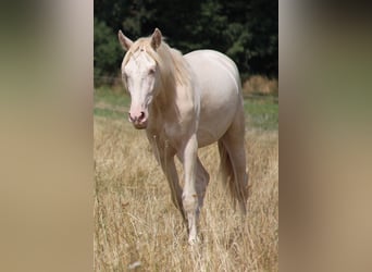 PRE, Hengst, 3 Jahre, 159 cm, Perlino