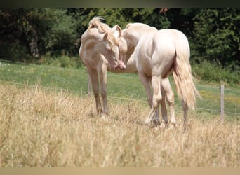 PRE, Hengst, 3 Jahre, 159 cm, Perlino