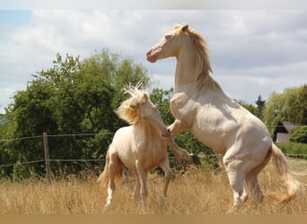 PRE, Hengst, 3 Jahre, 159 cm, Perlino