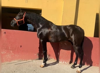 PRE, Hengst, 3 Jahre, 159 cm, Rappe