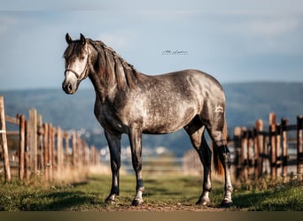 PRE Mix, Hengst, 3 Jahre, 159 cm, Schimmel