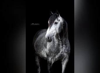 PRE Mix, Hengst, 3 Jahre, 159 cm, Schimmel