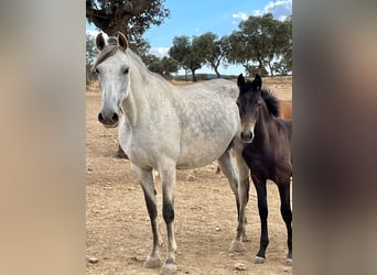 PRE Mix, Hengst, 3 Jahre, 159 cm, Schimmel