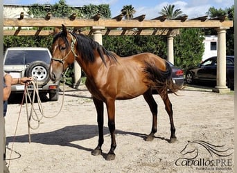 PRE Mix, Hengst, 3 Jahre, 160 cm, Brauner