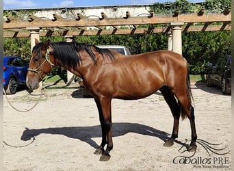 PRE Mix, Hengst, 3 Jahre, 160 cm, Brauner