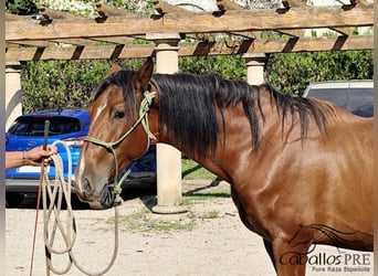 PRE Mix, Hengst, 3 Jahre, 160 cm, Brauner