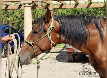 PRE Mix, Hengst, 3 Jahre, 160 cm, Brauner
