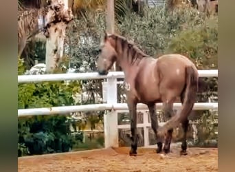 PRE Mix, Hengst, 3 Jahre, 160 cm, Braunfalbschimmel