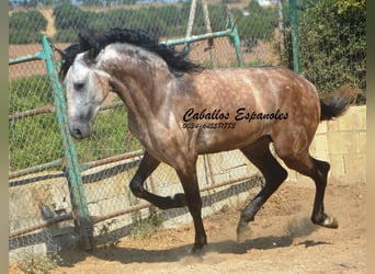 PRE Mix, Hengst, 3 Jahre, 160 cm, Braunfalbschimmel