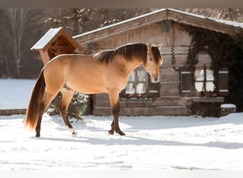 PRE Mix, Hengst, 3 Jahre, 160 cm, Buckskin