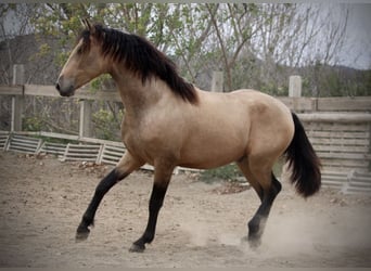 PRE Mix, Hengst, 3 Jahre, 160 cm, Buckskin