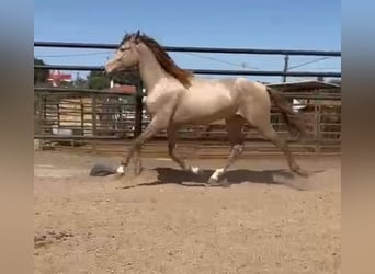 PRE Mix, Hengst, 3 Jahre, 160 cm, Champagne
