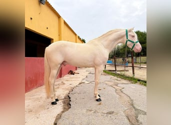 PRE Mix, Hengst, 3 Jahre, 160 cm, Cremello