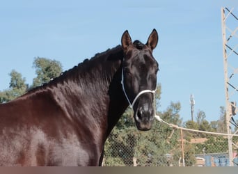 PRE, Hengst, 3 Jahre, 160 cm