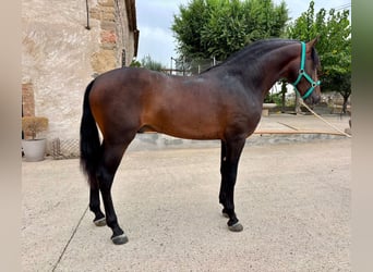 PRE Mix, Hengst, 3 Jahre, 160 cm, Dunkelbrauner