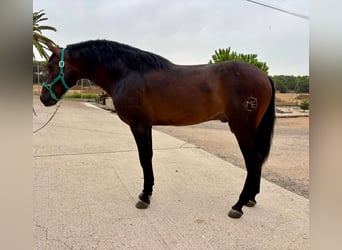 PRE Mix, Hengst, 3 Jahre, 160 cm, Dunkelbrauner
