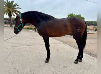 PRE Mix, Hengst, 3 Jahre, 160 cm, Dunkelbrauner