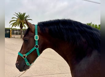 PRE Mix, Hengst, 3 Jahre, 160 cm, Dunkelbrauner