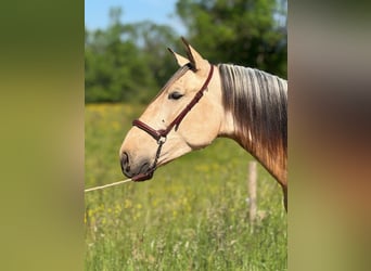 PRE, Hengst, 3 Jahre, 160 cm, Falbe