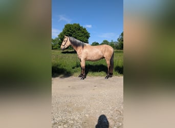 PRE, Hengst, 3 Jahre, 160 cm, Falbe