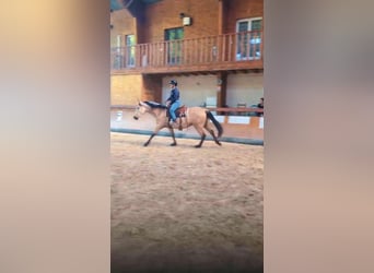 PRE, Hengst, 3 Jahre, 160 cm, Falbe