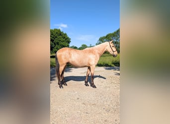 PRE Mix, Hengst, 3 Jahre, 160 cm, Falbe